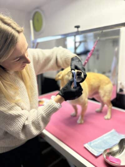 Kurs Kosmetyczne Usuwanie Kamienia Nazębnego Metodą Emmi-Pet